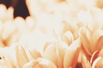 Soft-focus image of pale orange tulip blossoms