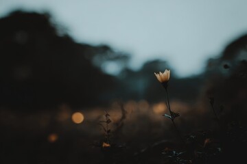 Single pale flower in dusky field