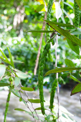 Long pendant seed structures of Phyllodium pulchellum hanging from leafy branches