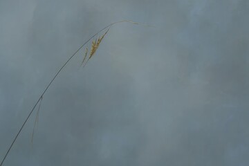Dried grass stalk against a muted, cloudy backdrop