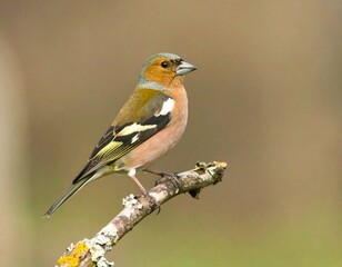 Fototapeta premium A small bird perched on a branch