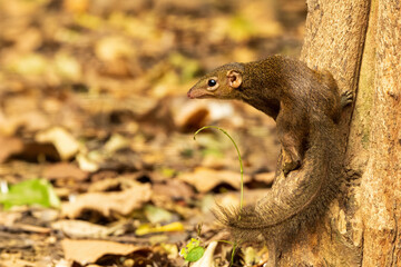 The Northern Treeshrew (Tupaia belangeri) is a small mammal with a slender body, elongated snout, and bushy tail. Its fur is typically brown or greyish-brown, providing camouflage.