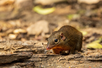 The Northern Treeshrew (Tupaia belangeri) is a small mammal with a slender body, elongated snout, and bushy tail. Its fur is typically brown or greyish-brown, providing camouflage.