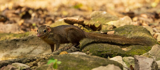 The Northern Treeshrew (Tupaia belangeri) is a small mammal with a slender body, elongated snout, and bushy tail. Its fur is typically brown or greyish-brown, providing camouflage.