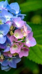 Close-up view of a vibrant cluster of hydrangea flowers, showcasing a beautiful mix of vibrant blue and pink petals, with a soft, natural background of out-of-focus green foliage.