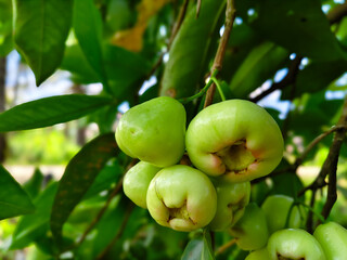 Green rose apples on the branch: A close-up capture of lush, green rose apples flourishing on a tree branch, set against a backdrop of verdant foliage. An evocative, fresh and natural shot