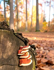 Autumn fungi on fallen log