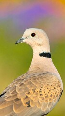 Close-up of a dove, light beige/tan feathers, black stripe