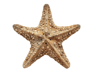 Magnificent spiky sea star against a simple field symbolizing the ocean's mysteries