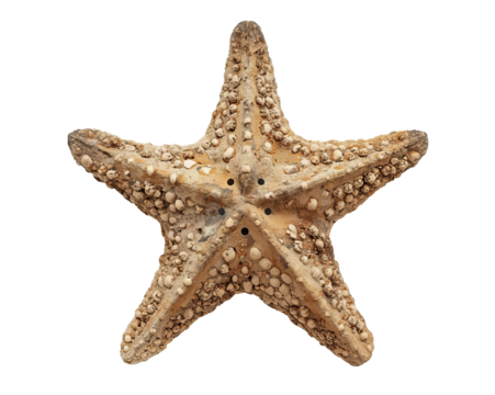 Magnificent spiky sea star against a simple field symbolizing the ocean's mysteries