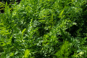 Lush Greenery of Thriving Carrot Plants in a Garden Setting, Reflecting Vibrant Growth and Natural Beauty