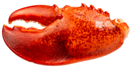Boiled Lobster claw isolated on white background, Cooked Lobster claw on white With clipping path PNG File.