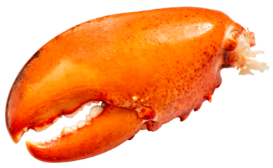 Boiled Lobster claw isolated on white background, Cooked Lobster claw on white With clipping path PNG File.