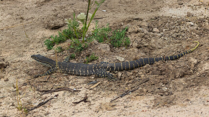 A large greenish-gray Australian lizard with uniform ringed small yellow spots all over its body commonly known as a Sand Goanna or Sand Monitor (Varanus gouldii).