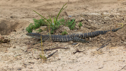 A large greenish-gray Australian lizard with uniform ringed small yellow spots all over its body commonly known as a Sand Goanna or Sand Monitor (Varanus gouldii).