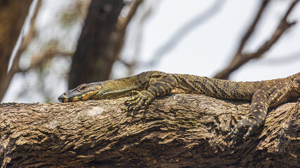 A large greenish-gray Australian lizard with uniform ringed small yellow spots all over its body commonly known as a Sand Goanna or Sand Monitor (Varanus gouldii).