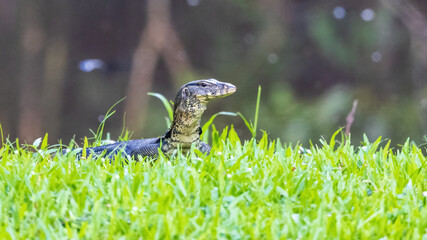 Varanus salvator, commonly known as the Water Monitor, is a large species of monitor lizard found in South and Southeast Asia.