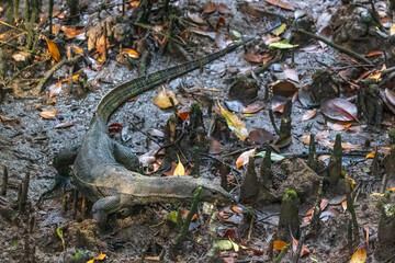 Varanus salvator, commonly known as the Water Monitor, is a large species of monitor lizard found in South and Southeast Asia.