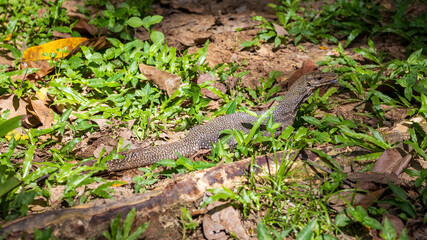 Varanus salvator, commonly known as the Water Monitor, is a large species of monitor lizard found in South and Southeast Asia.