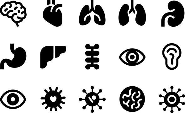 Human organ icon set, brain heart lungs kidney stomach ear eye liver spleen spine, medical vector symbols for infographics