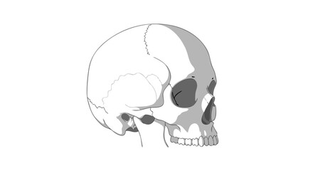 Minimalist Black and White Vector SVG Illustration of Human Skull in Line Art Style for Medical and Educational Use