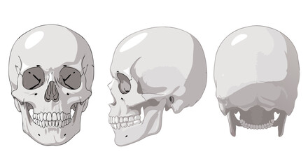 Minimalist Vector SVG Illustration of Skulls with Monochrome Gray Palette in Flat Design Style for Web and Digital Applications