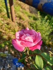 A pink flower at the outdoor  garden. Blurred and unfocus view at garden.