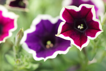 Colorful Petunia Flowers with Vibrant Purple and Red Shades