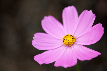 Obraz premium Delicate Pink Cosmos Flower with Yellow Center in Nature Background