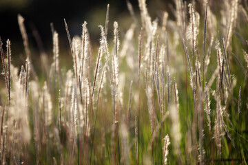 Close-Up View of Golden Grass Blades Shimmering in Sunlight