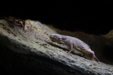 The naked mole-rat, also known as the sand puppy, in an European open environment zoo.