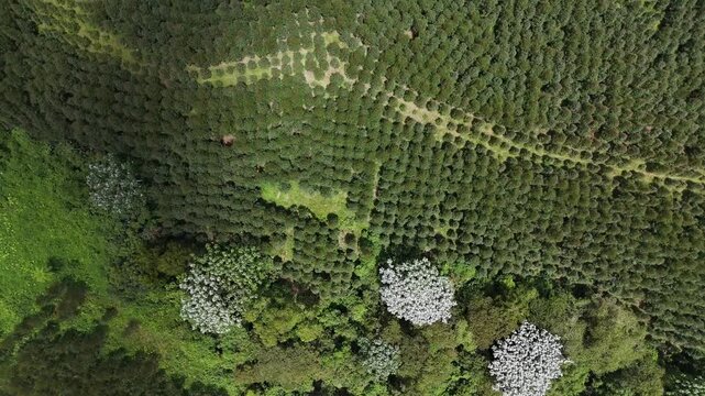 A thick forest interspersed with trees in white bloom.