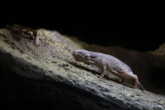 The naked mole-rat, also known as the sand puppy, in an European open environment zoo.