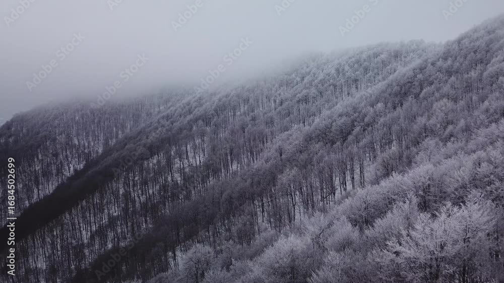 Poster hillside with trees covered in snow the sky is gray there is a fog on the hillside the scene is mute