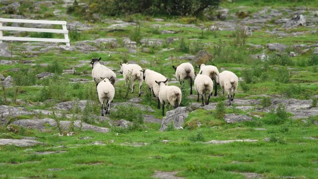 A dynamic action shot of a Border Collie running at speed, low to the ground, skillfully herding a flock of sheep across the rugged, rocky terrain of a traditional Irish farm.