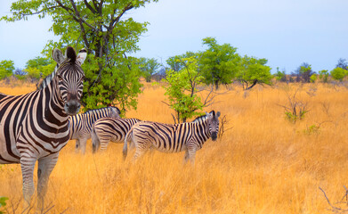 Zebra standing in yellow grass on Safari watching, Africa savannah - Etosha National Park, Namibia