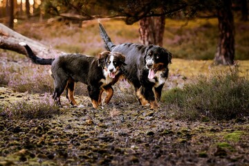 Fototapeta premium Little Bernese Mountain Dog puppy girl in the heather in the forest
