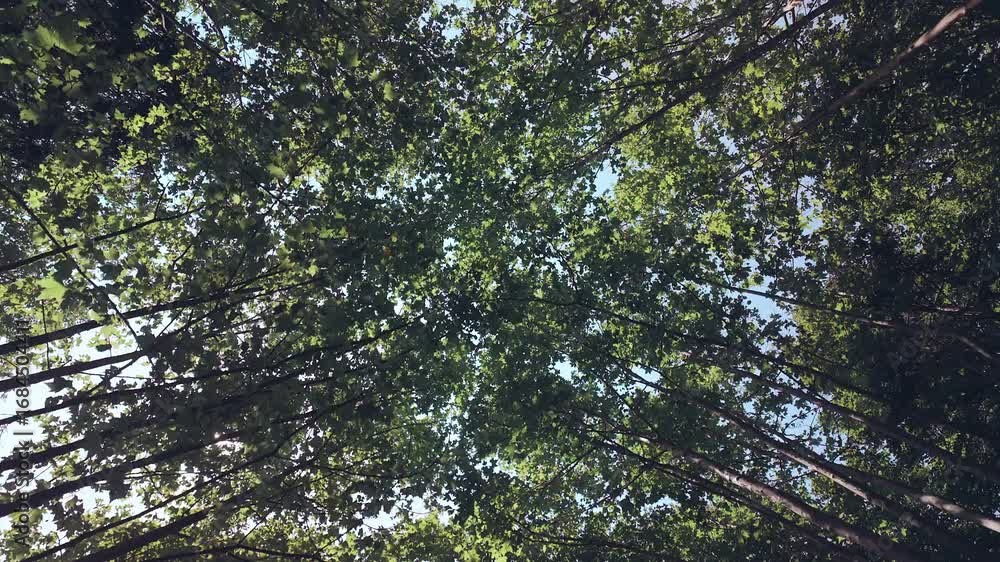 Poster sun shines through tree branches, point of view looking up and walking through a forest park.