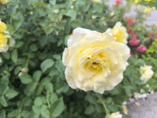 blooming white roses on a summer day