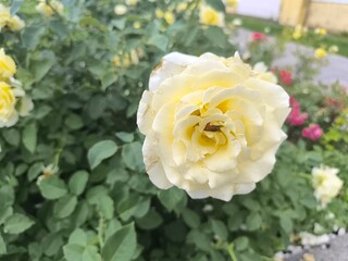 blooming white roses on a summer day