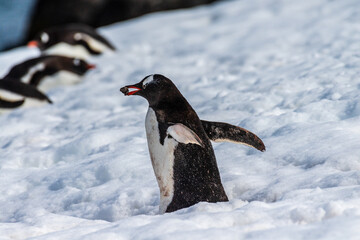Close-up of a Gentoo Penguin -Pygoscelis papua- walking in a snowy landscape of Trinity Island, on the Antarctic Peninsula © Goldilock Project