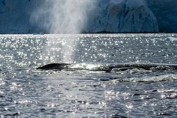 Close-up of the back of a diving humpback whale -Megaptera novaeangliae- including the dorsal fin...