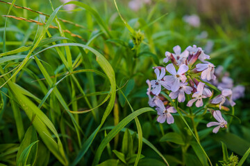 Bunte Blüten inmitten von grünem Gras während eines sonnigen Nachmittags in einem Garten