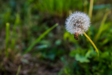 Eine Pusteblume mit einem Käfer auf dem Blütenstand im Herbst