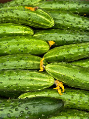 Ripe fresh cucumbers with yellow flowers as a background