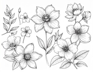 Obraz premium Sketch Drawing of Beautiful Flowers Artistic Illustration