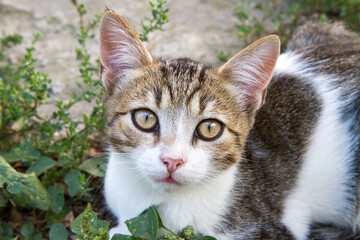 Portrait of a young street cat with a scratched nose. Cat's head close-up