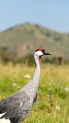 Fototapeta premium Crane in African Grasslands