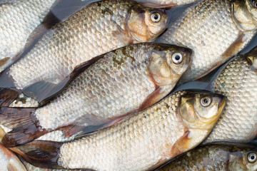 River freshwater live fish crucian carp. Fishing catch of crucian carp