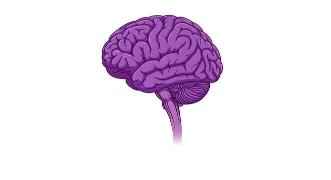 Brain illustration representing human consciousness and thought processes